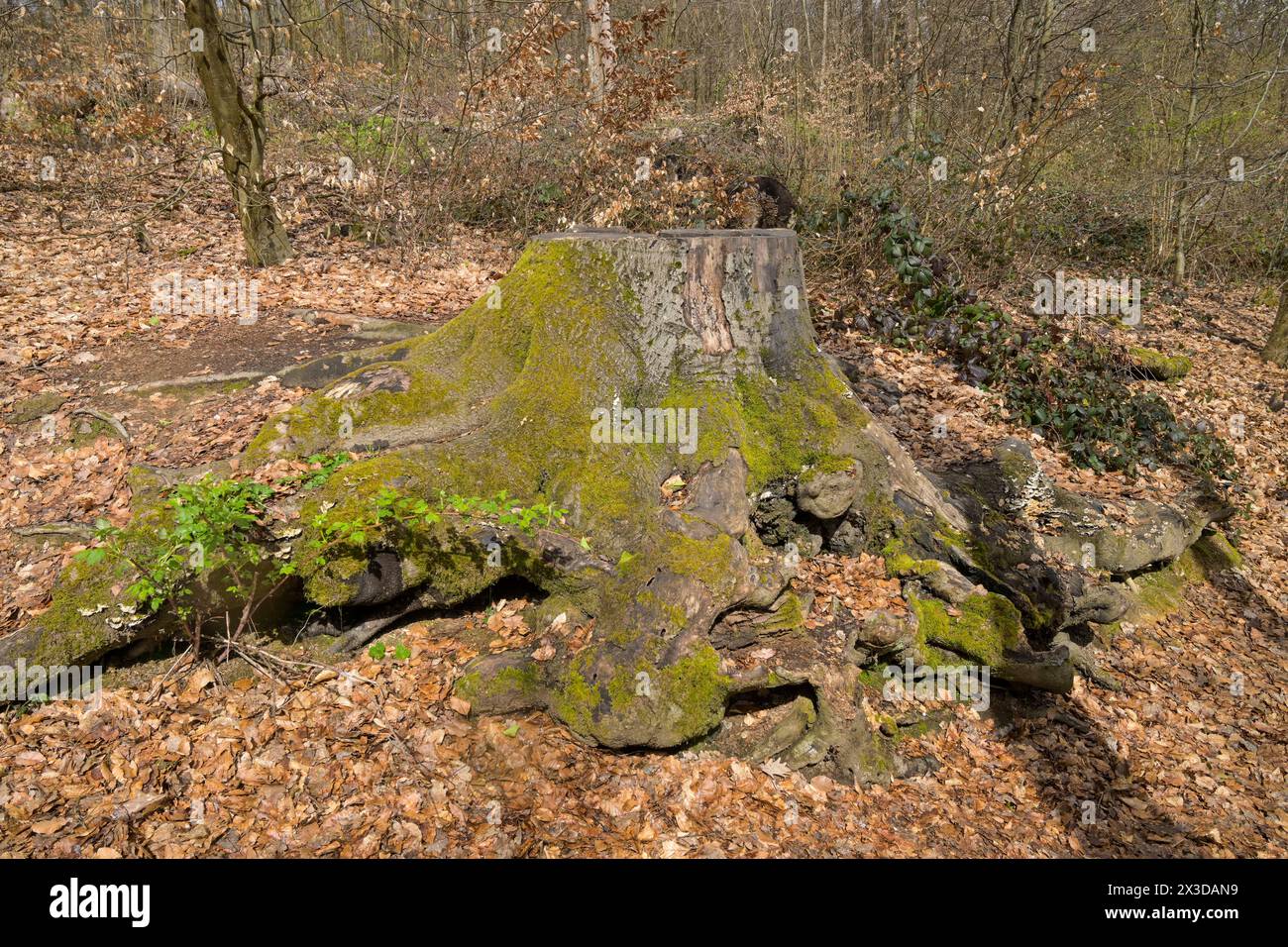 Baumwurzel, Stumpf, Stadtwald Neroberg, Wiesbaden, Hessen, Deutschland Stockfoto