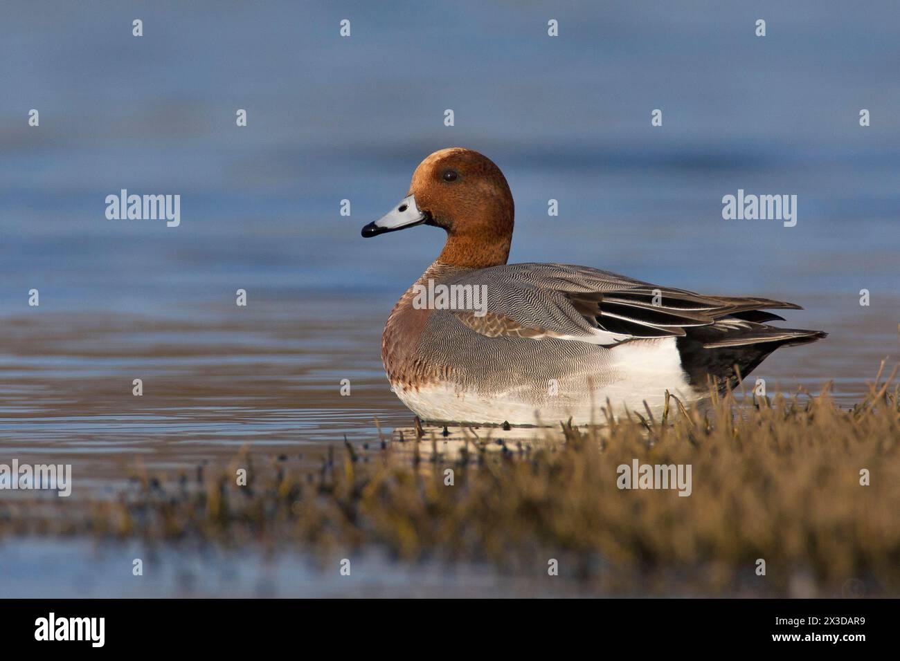 Europäische Witwe, Eurasische Witwe (Anas penelope, Mareca penelope), schwimmender drake, Seitenansicht, Italien, Toskana, Stagno di Padule; Piana fiorentina, Feuer Stockfoto