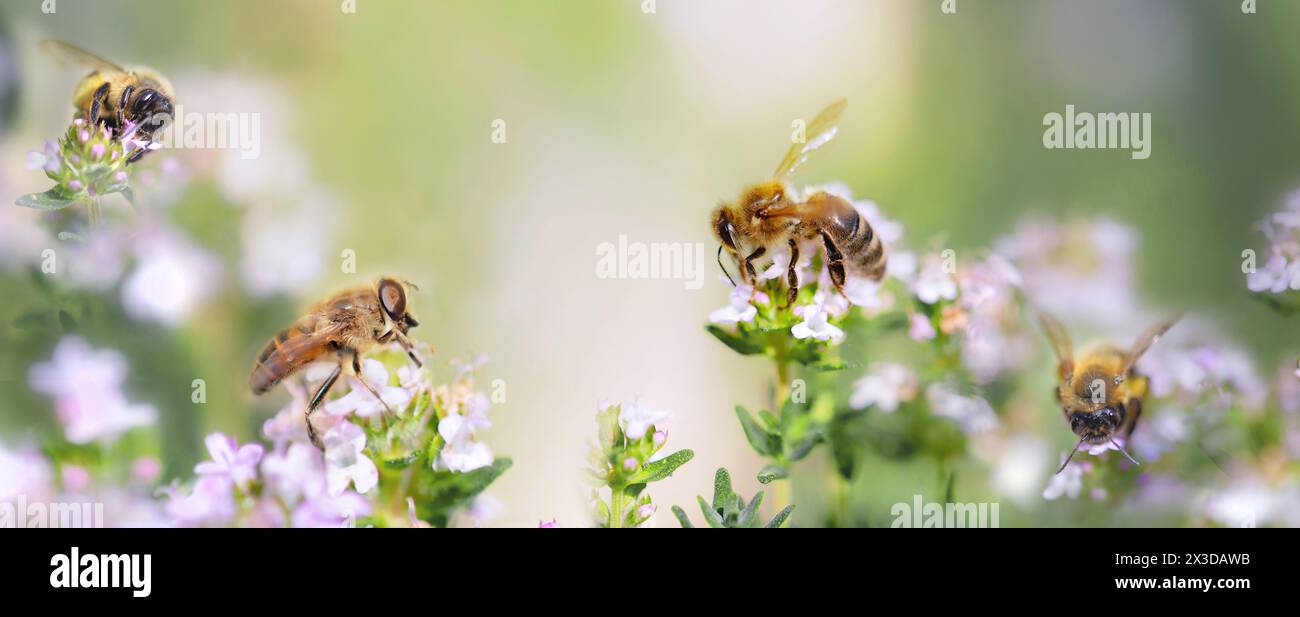Honigbiene bestäubt weiße Thymian-Blüten in einem Garten auf verschwommenem Hintergrund landschaftlich reizvolle Natur Stockfoto