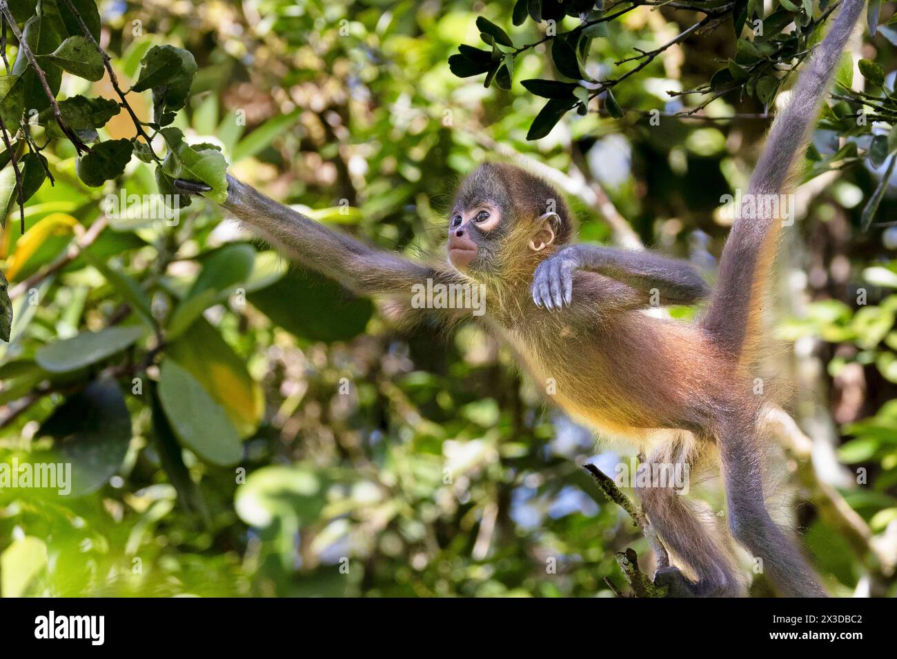 Geoffroy's Spinnenaffe, Schwarzhänder Spinnenaffe, Mittelamerikanischer Spinnenaffe (Ateles geoffroyi), Jungtiere suchen im Regenwald nach Nahrung, Stockfoto
