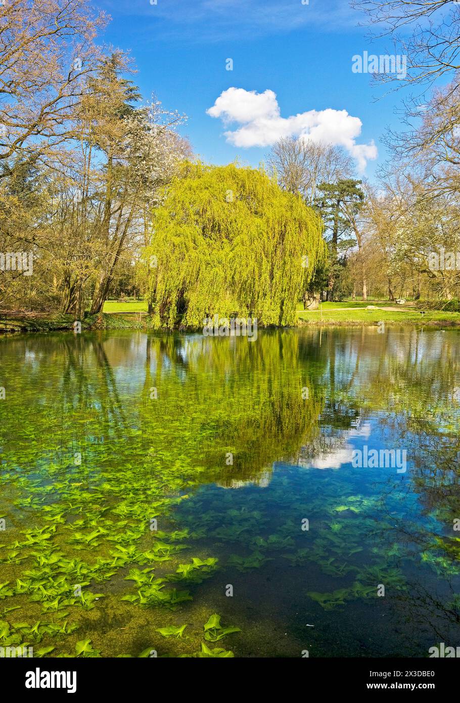Schlosspark Schloss Paffendorf, Deutschland, Nordrhein-Westfalen, Bergheim Stockfoto