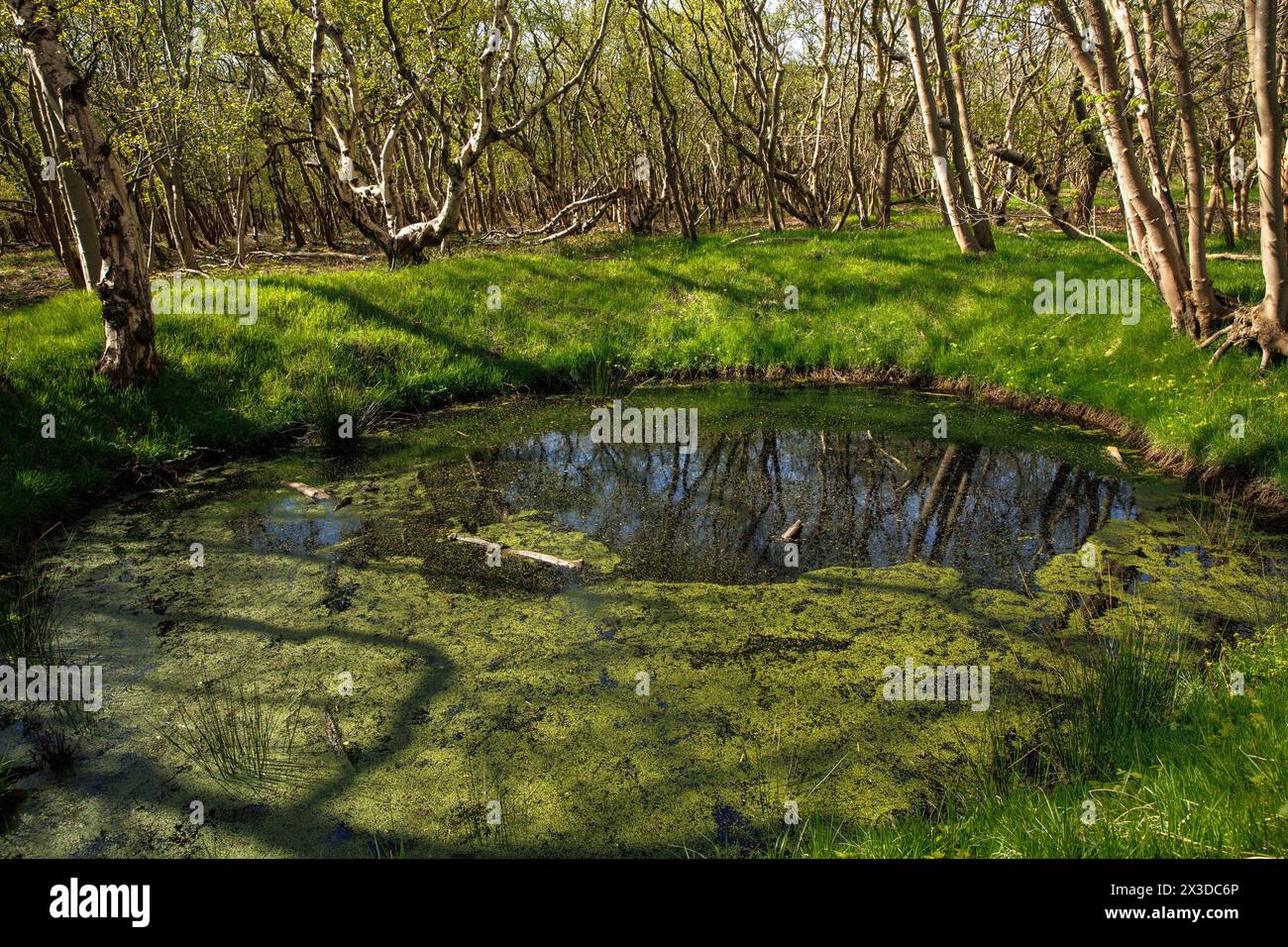 Kleiner Teich im Naturschutzgebiet de Manteling bei Domburg auf der Halbinsel Walcheren, Zeeland, Niederlande. kleiner Teich im Naturschutzgebiet de man Stockfoto