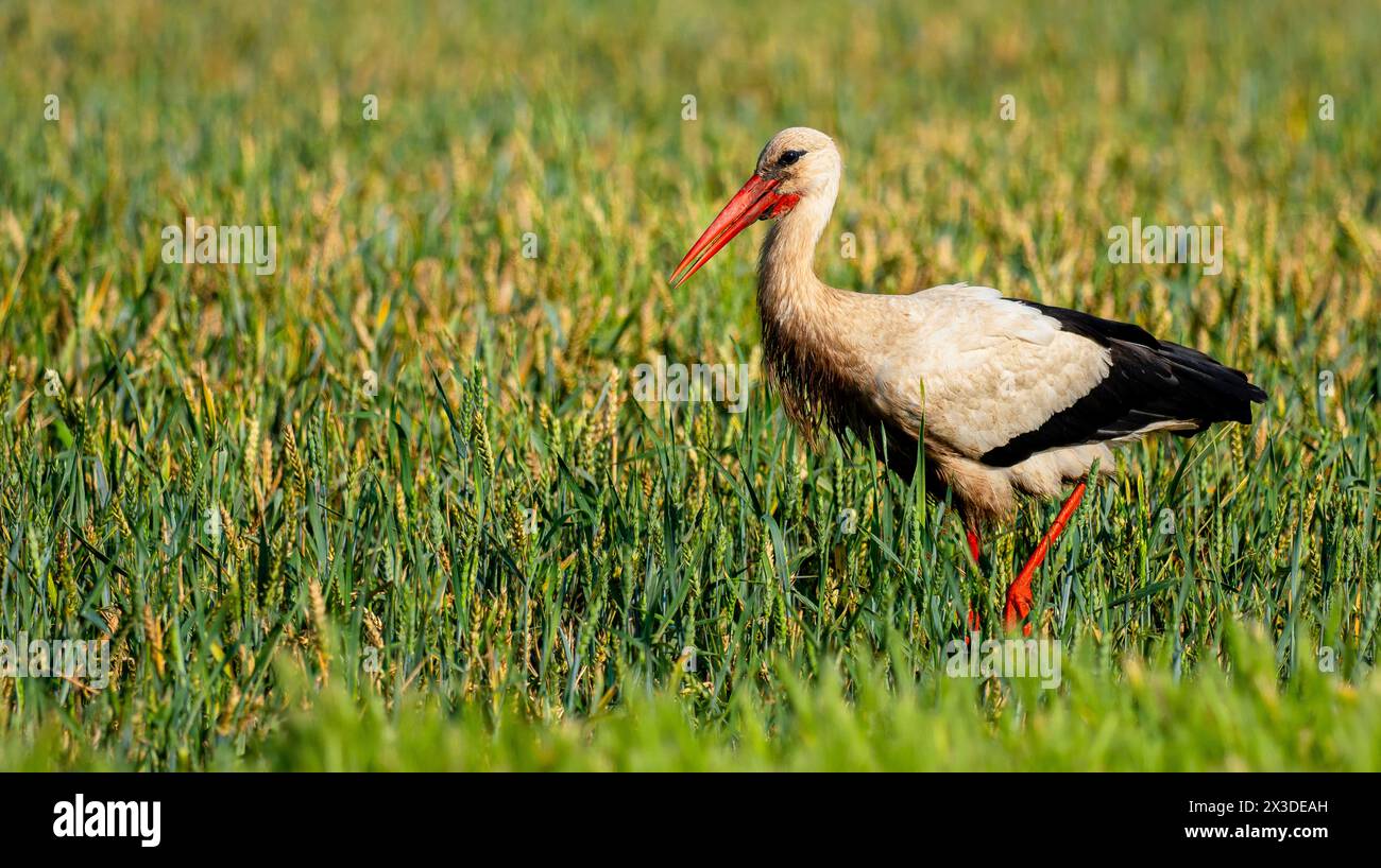 Weißstorch, Ciconia ciconia, landwirtschaftliche Felder, Castilla y Leon, Spanien, Europa Stockfoto