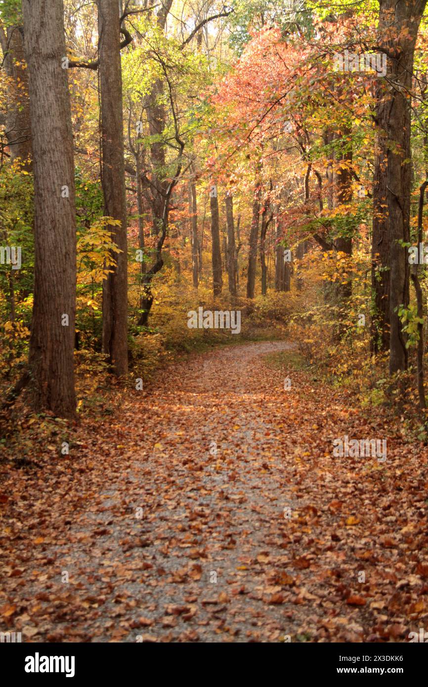 Virginia, USA Pfad in einem Laubwald Ende Oktober. Stockfoto