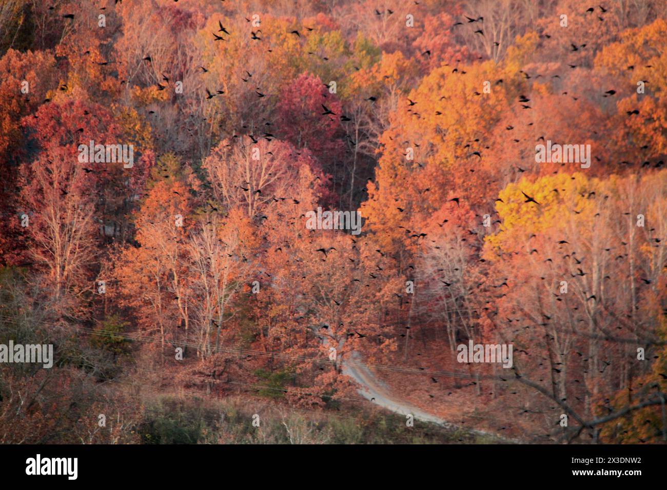 Virginia, USA, eine Vogelschar, die im Herbst über den Wald fliegt und die Farbe wechselt. Stockfoto