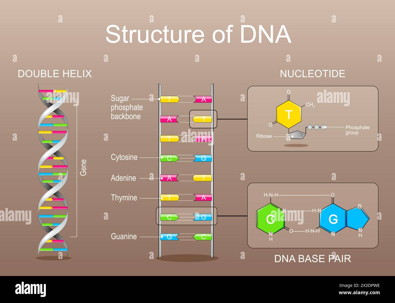 DNA-Struktur. Nukleotid mit Phosphatgruppe, Ribose, Adenin, Thymin, Cytosin oder Guanin. Nahaufnahme des DNA-Basenpaares. Gen, DNA und Genomsequenc Stock Vektor