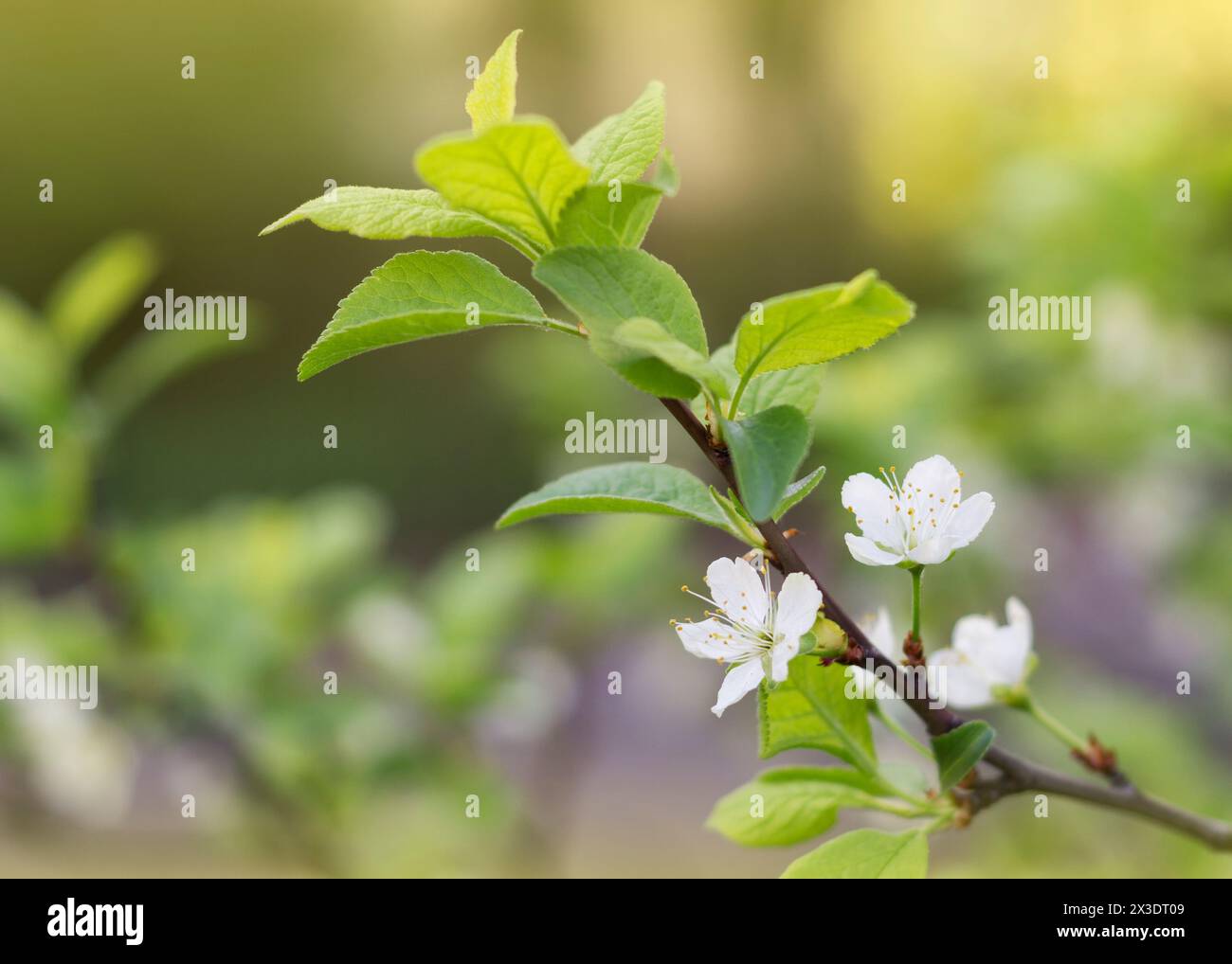 Blühender Pflaumenzweig im Frühjahr Stockfoto