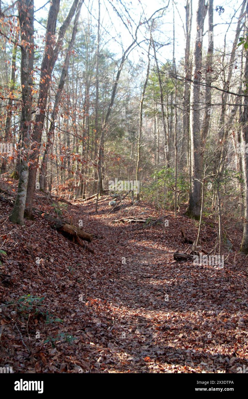 Virginia, USA Pfad im Laubwald im Winter. Stockfoto