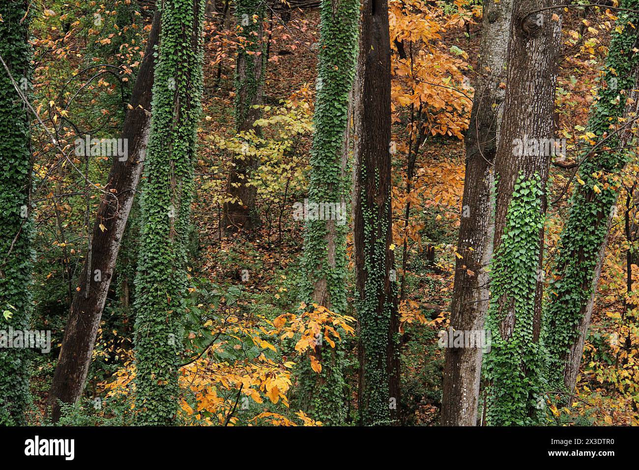 Wälder im Herbst in Virginia, USA. Immergrüner Efeu um Baumstämme. Stockfoto