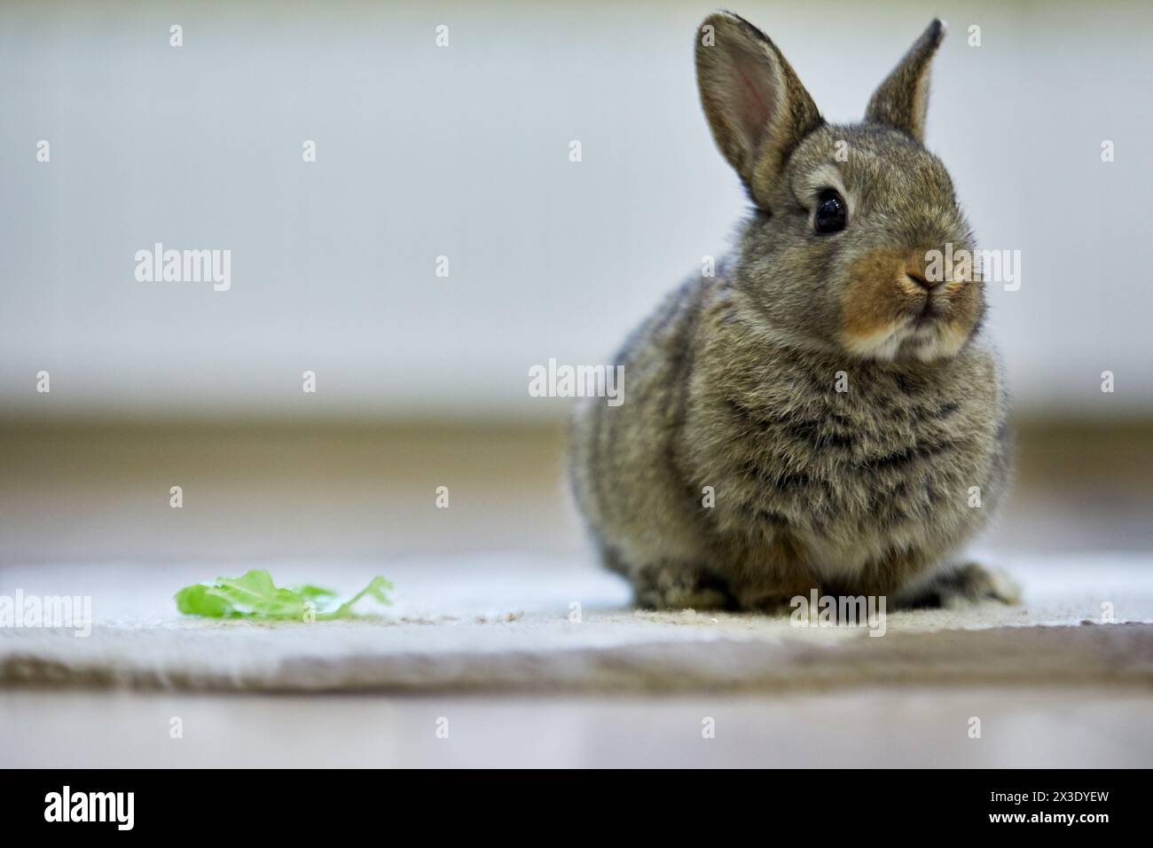 Graues Zwergkaninchen sitzt drinnen auf Teppich. Stockfoto