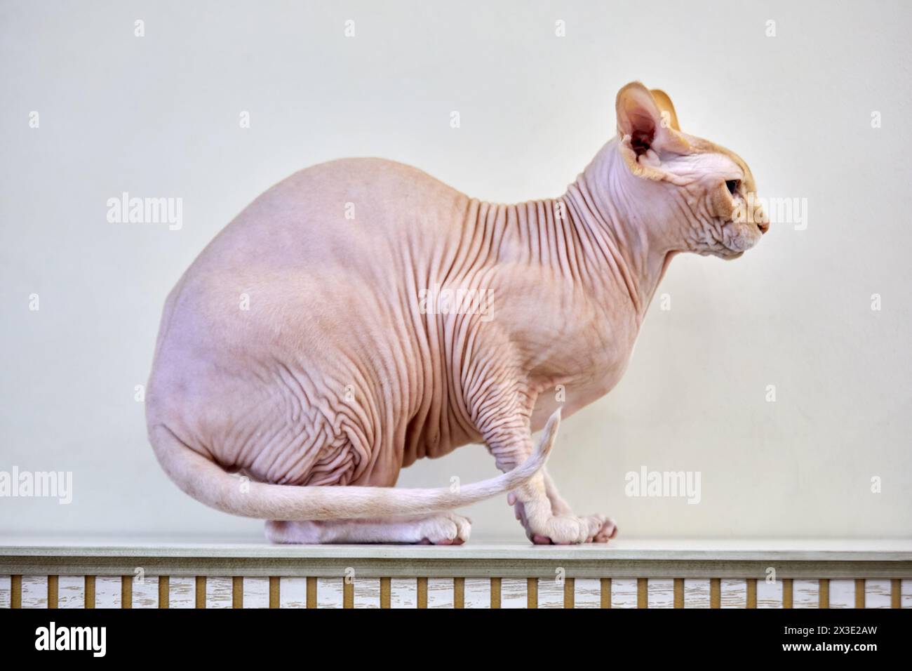 Sphynx-Katze sitzt im Profil auf dem Kaminsims. Stockfoto