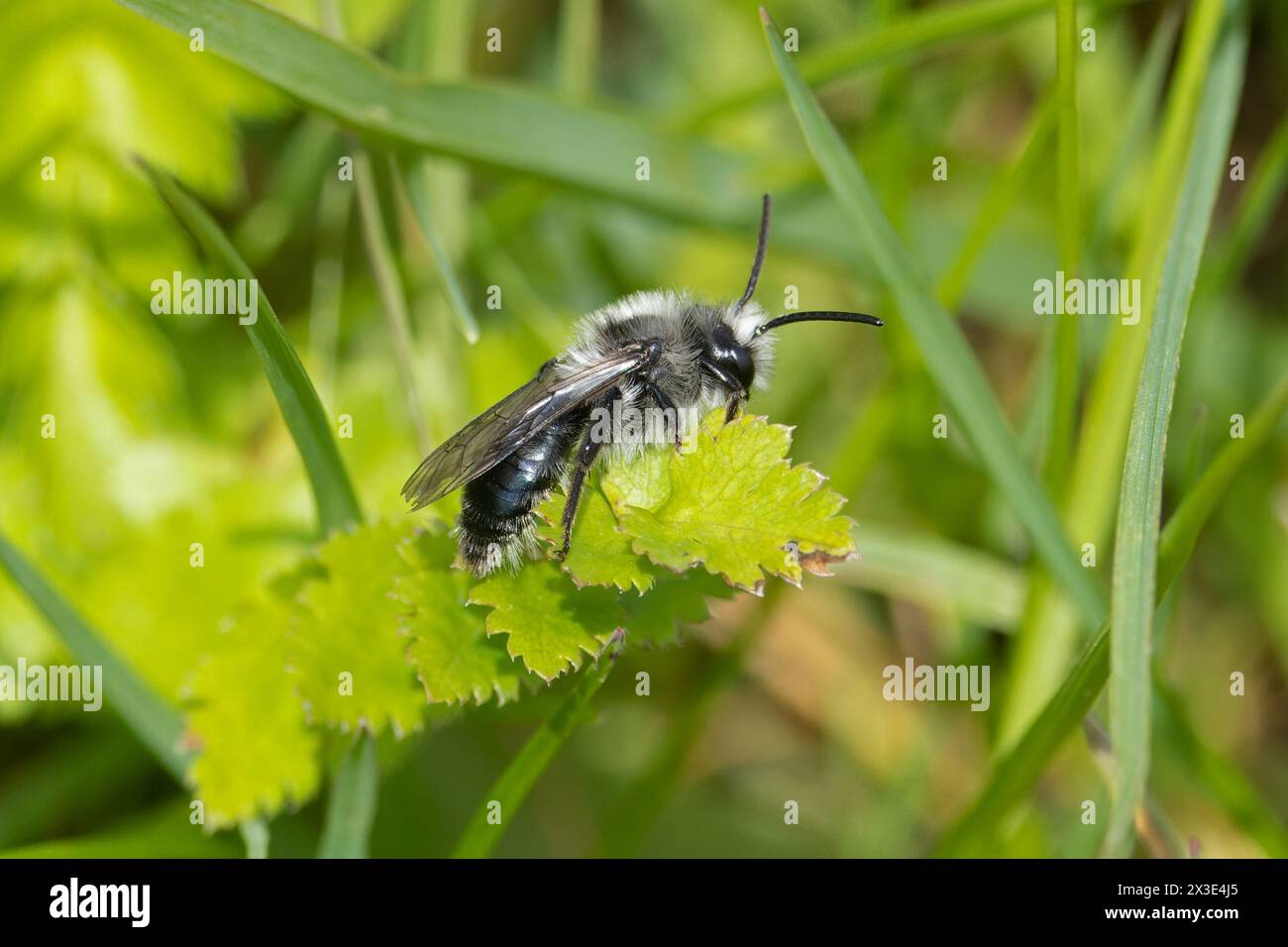 Ashy Mining Bee (Andrena cineraria) männliche Bergbaubiene Lincolnshire April 2024 Stockfoto