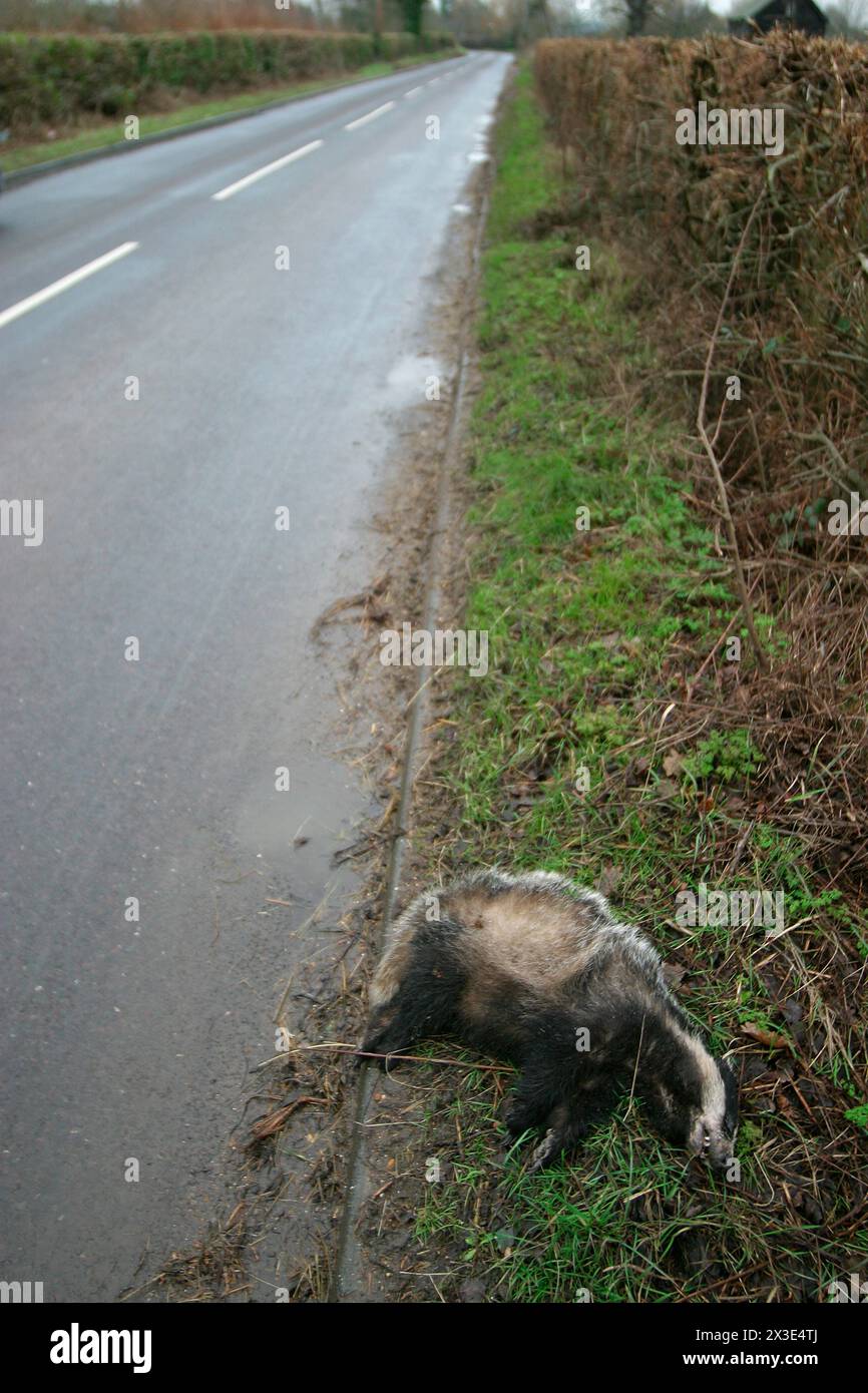 Europäischer Dachs (Meles meles) erwachsenes Weibchen tot auf der Straße Ashingdon Essex Januar 2004 Stockfoto