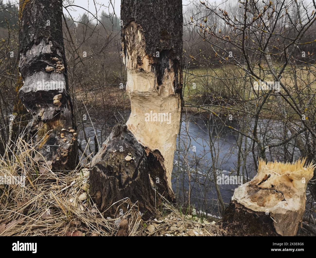 Tierwelt Estlands, Bäume, die an einem Frühlingstag in der Nähe des Flusses von Bibern genagt wurden. Stockfoto