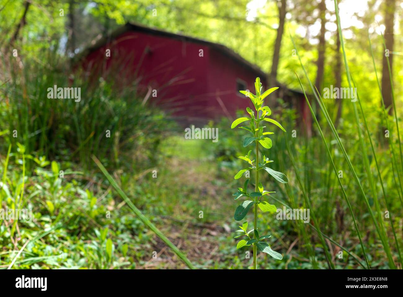 Isoliertes Rotes Haus im Wald Stockfoto