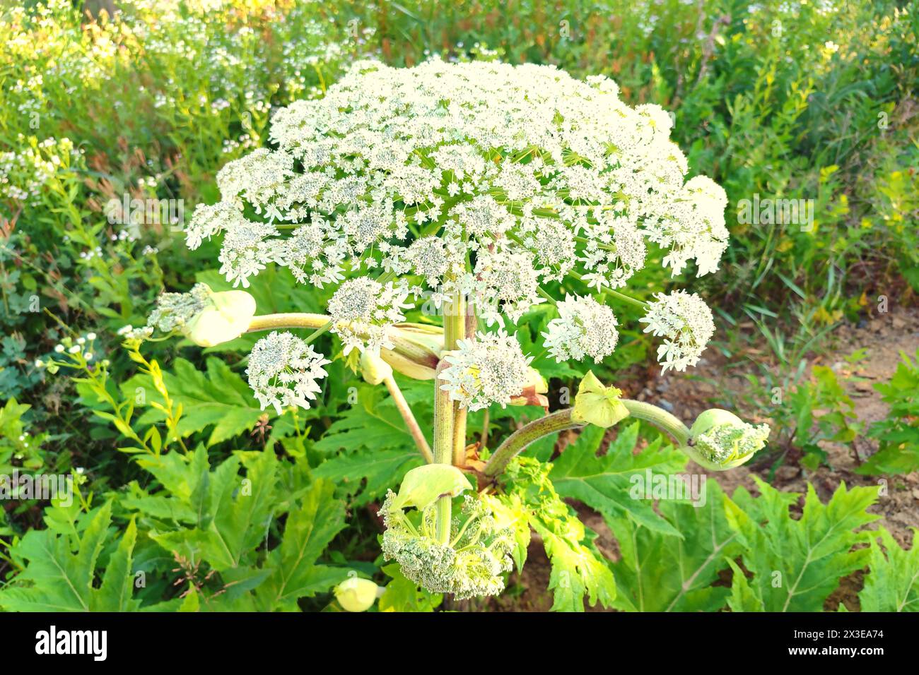 Heracleum mantegazzianum, allgemein bekannt als Riesenhufweed, ist eine einkarphe mehrjährige krautige Blütepflanze aus der Karottenfamilie Apiaceae. Stockfoto