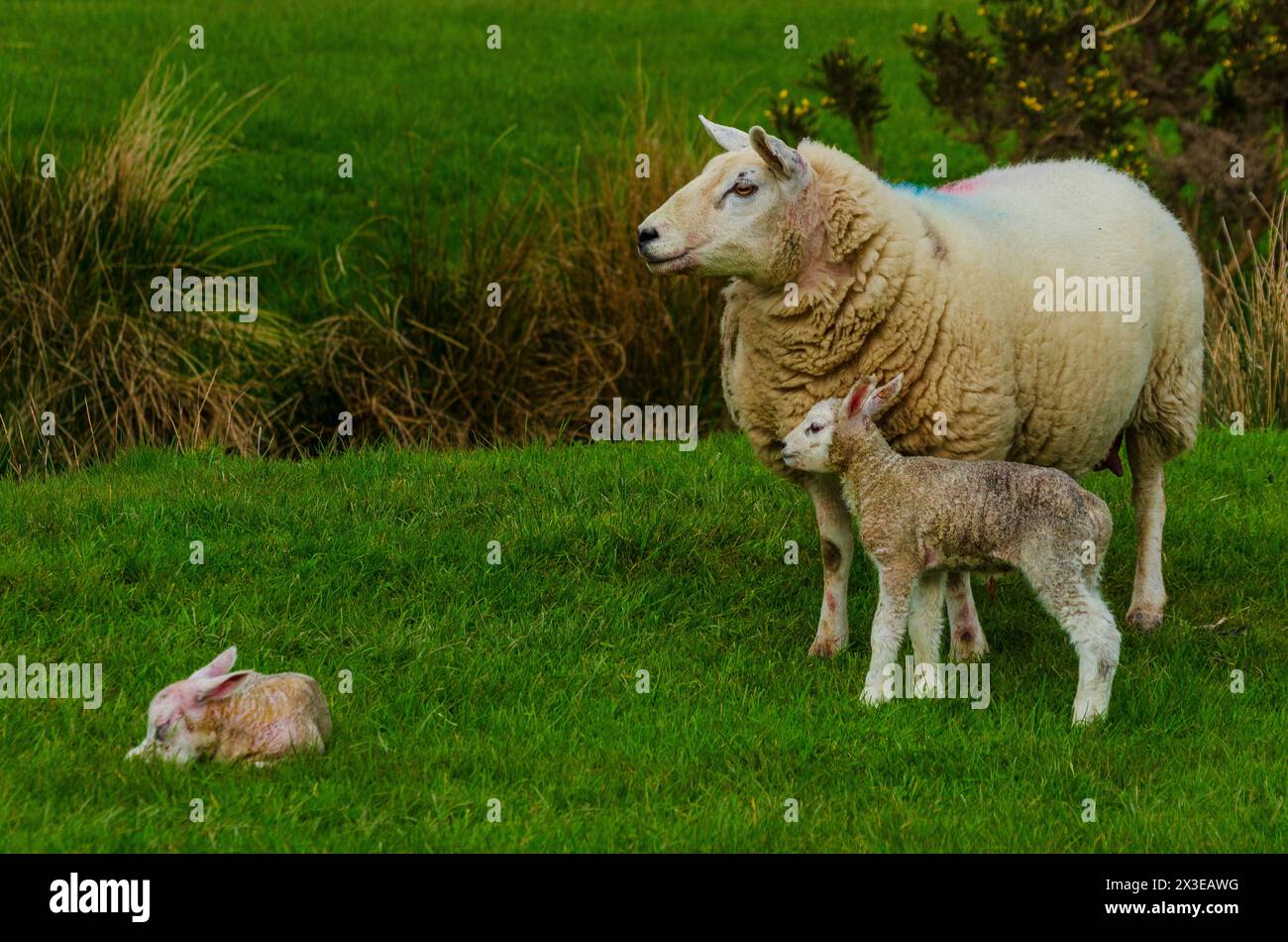 Ein Lämmer und ein Schaf auf einem Feld im Annandale Valley bei Moffat in Dumfries and Galloway, Schottland, Großbritannien Stockfoto
