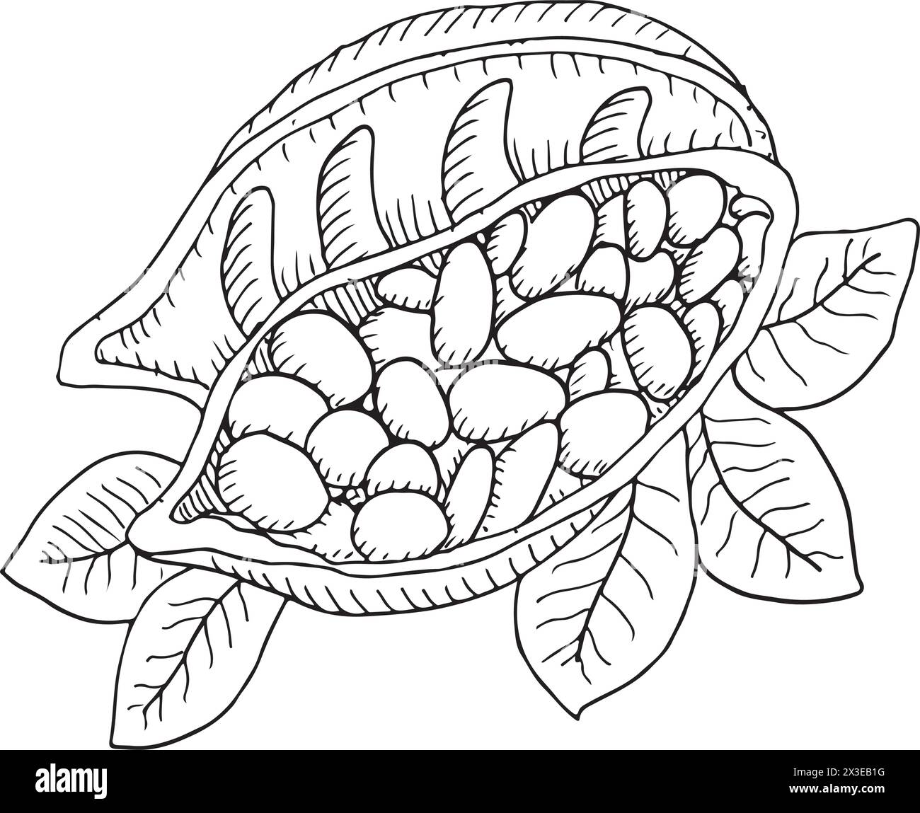 Illustration des Kakaobohnen-Vektors. Skizzierte handgezeichnete Kakaobohnen mit schwarzer Tinte auf isoliertem Hintergrund im linearen Stil. Stock Vektor