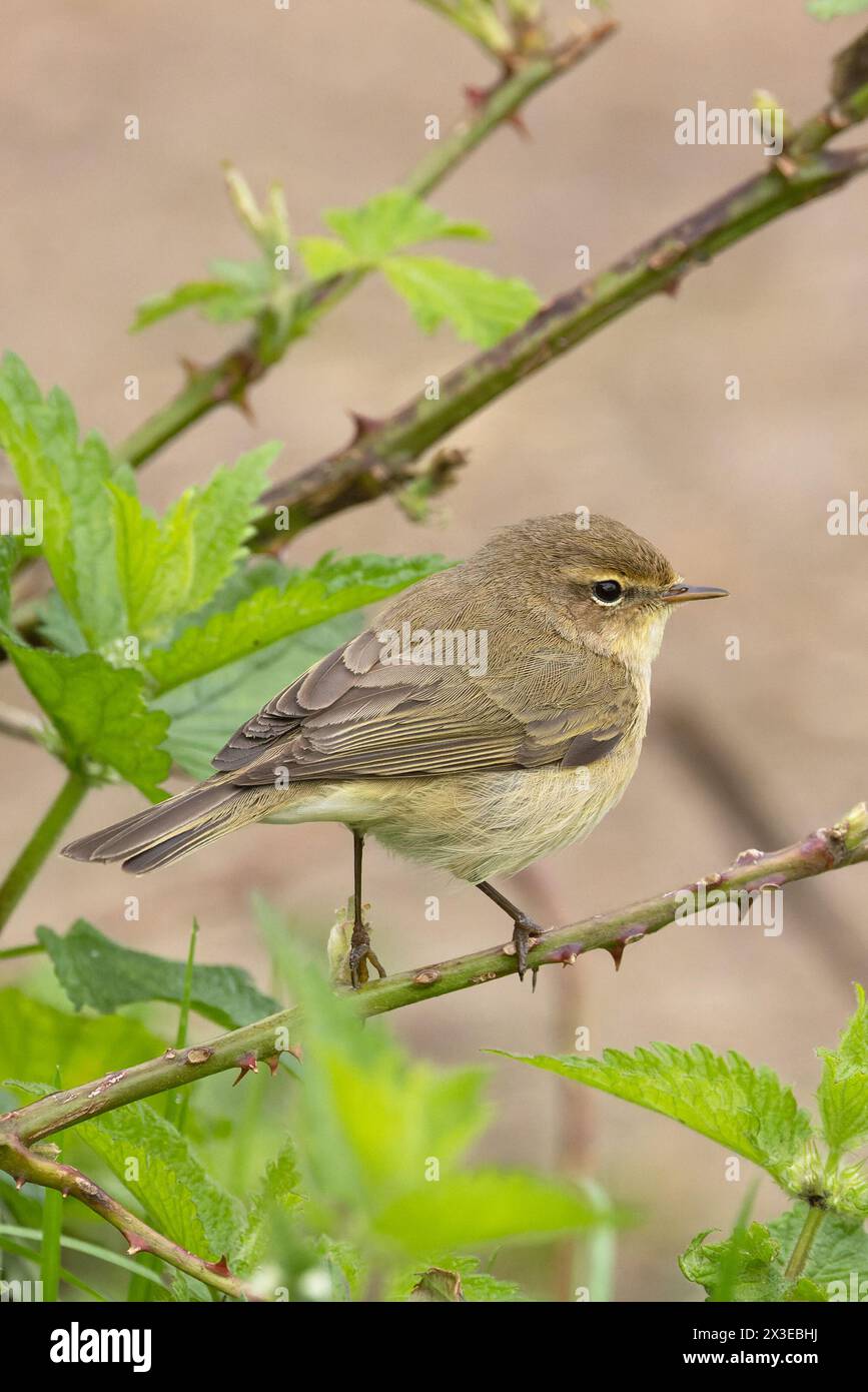 Chiffchaff (Phylloscopus collybita) Norfolk April 2024 Stockfoto