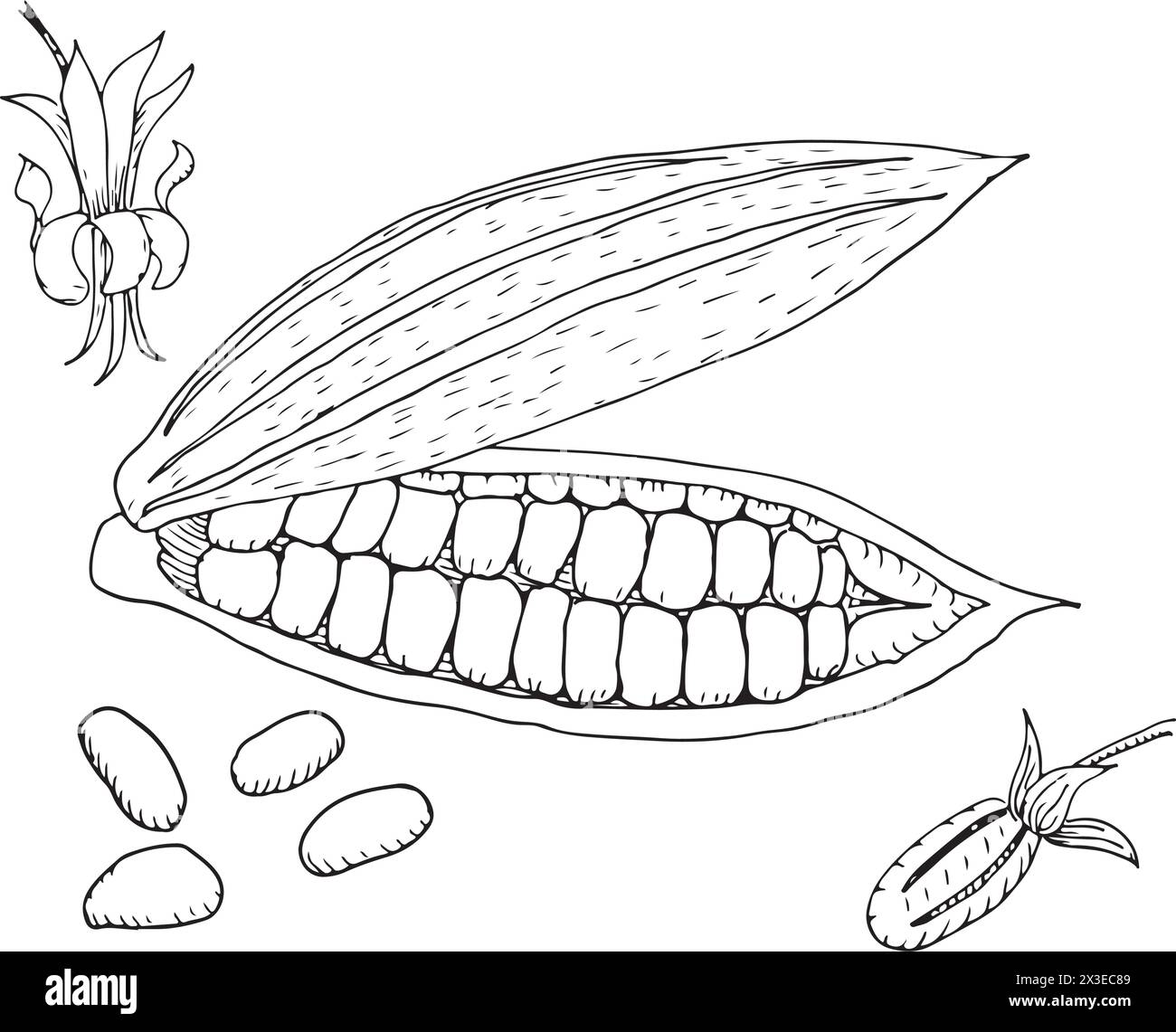 Illustration des Kakaobohnen-Vektors. Skizzierte handgezeichnete Kakaobohnen mit schwarzer Tinte auf isoliertem Hintergrund im linearen Stil. Stock Vektor