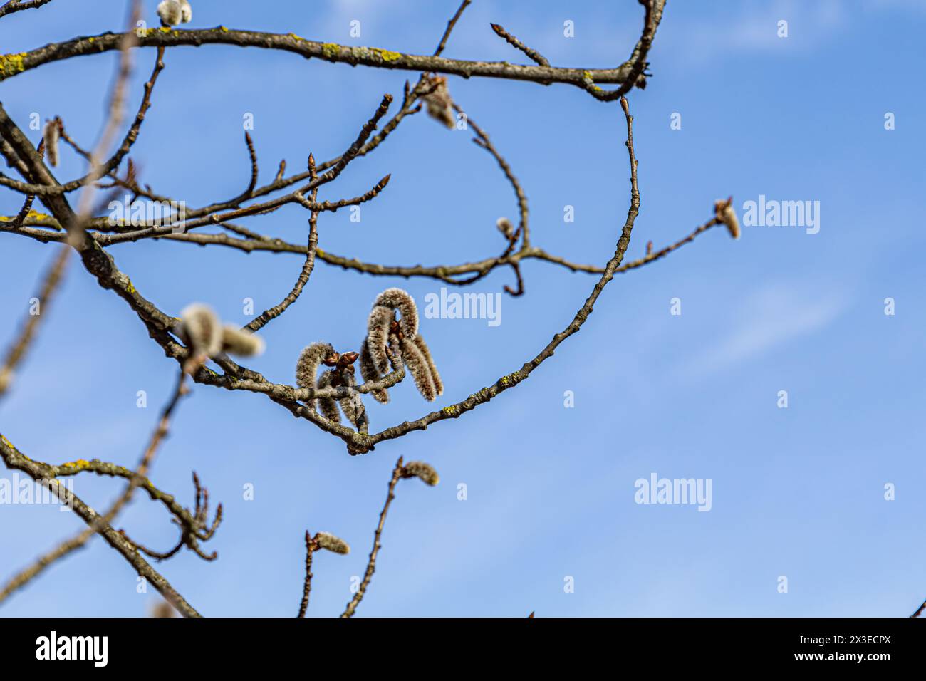 Frühlingsblühen der europäischen Aspen oder Beben der Aspen-Katzetten, über blauem Himmel Hintergrund. Stockfoto
