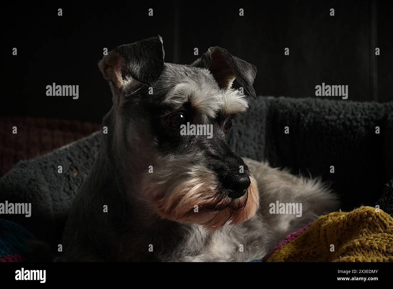 Gesichtsporträt eines grauen Miniatur-Schnauzer-Hundes, Studio-Porträt nach rechts. Stockfoto