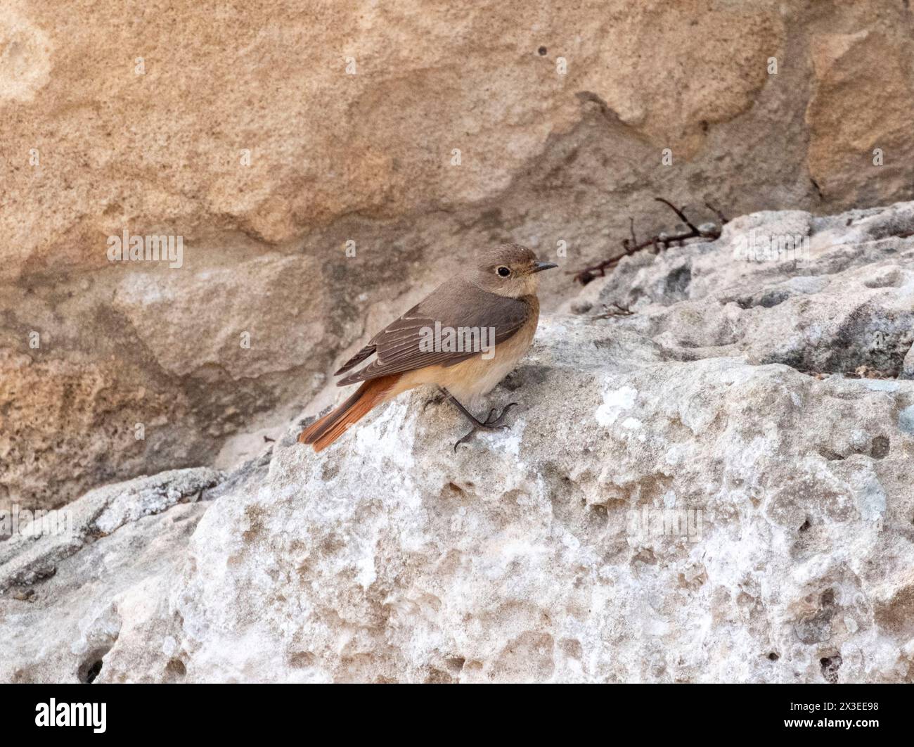Weiblicher gemeinsamer Redstart (Phoenicurus phoenicurus) Paphos, Zypern Stockfoto