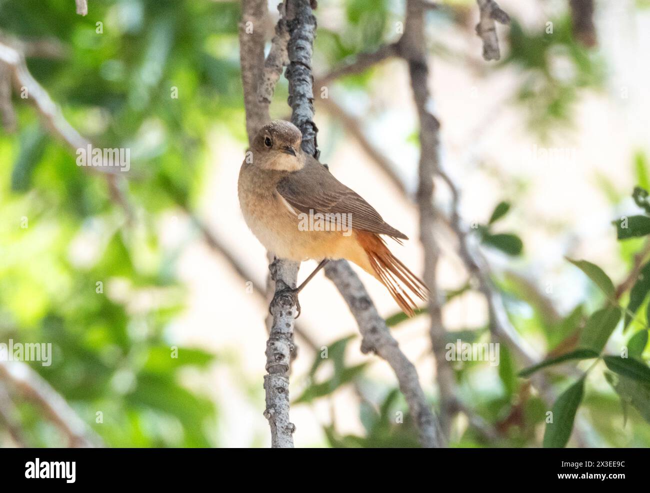 Weiblicher gemeinsamer Redstart (Phoenicurus phoenicurus) Paphos, Zypern Stockfoto