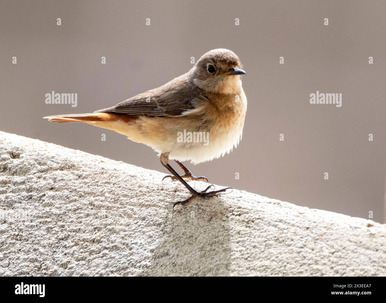 Weiblicher gemeinsamer Redstart (Phoenicurus phoenicurus) Paphos, Zypern Stockfoto