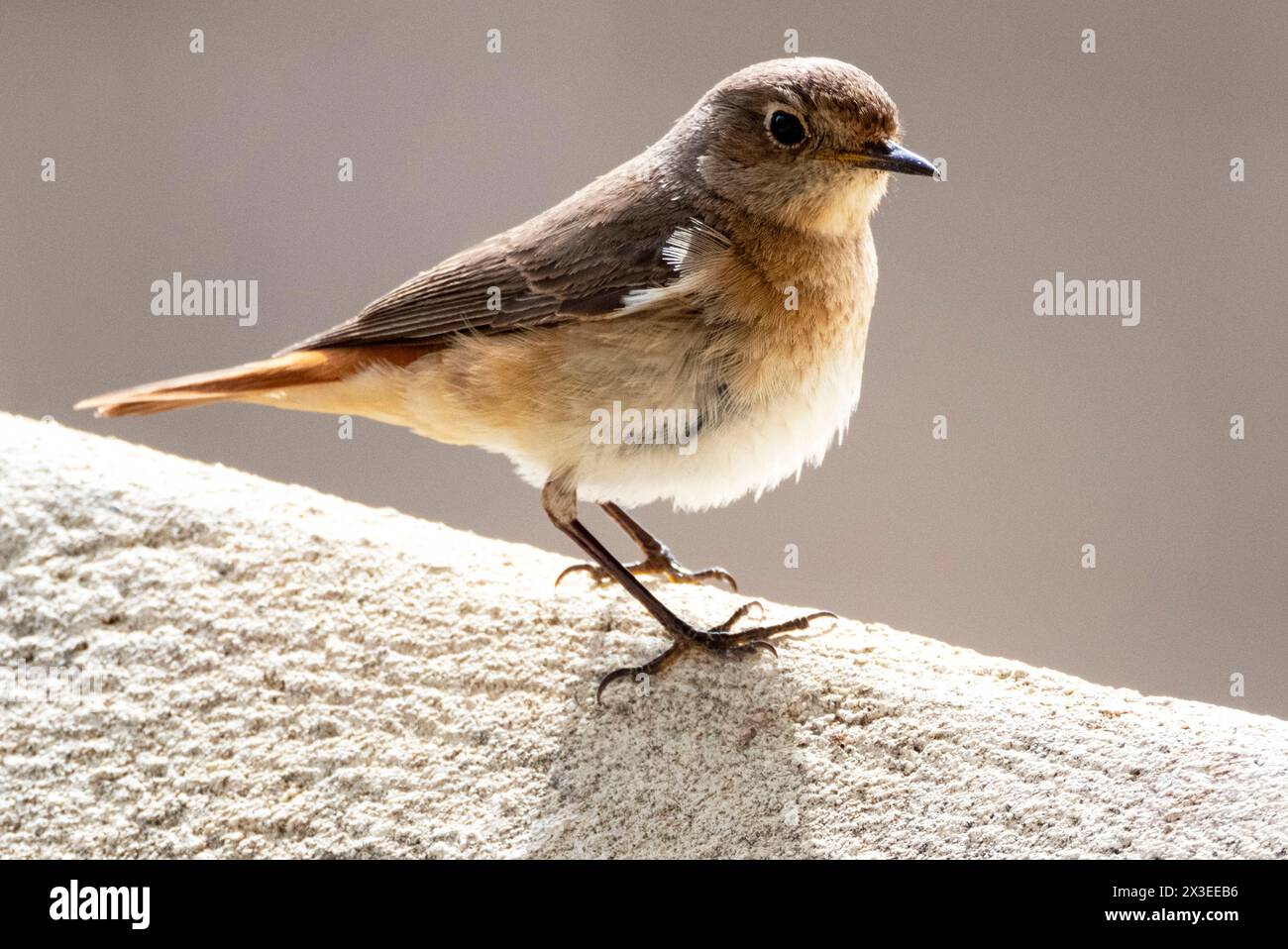 Weiblicher gemeinsamer Redstart (Phoenicurus phoenicurus) Paphos, Zypern Stockfoto