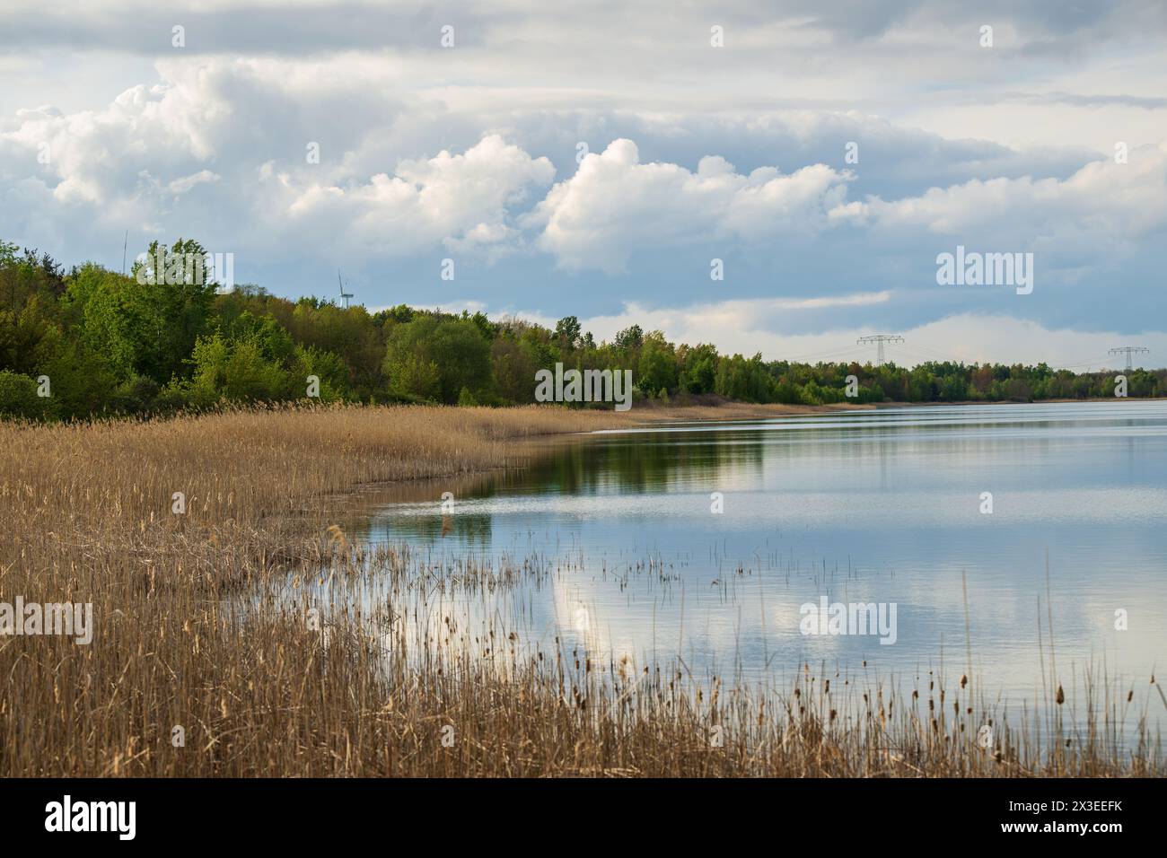 Ein See mit Schilf und Wald am Ufer Stockfoto