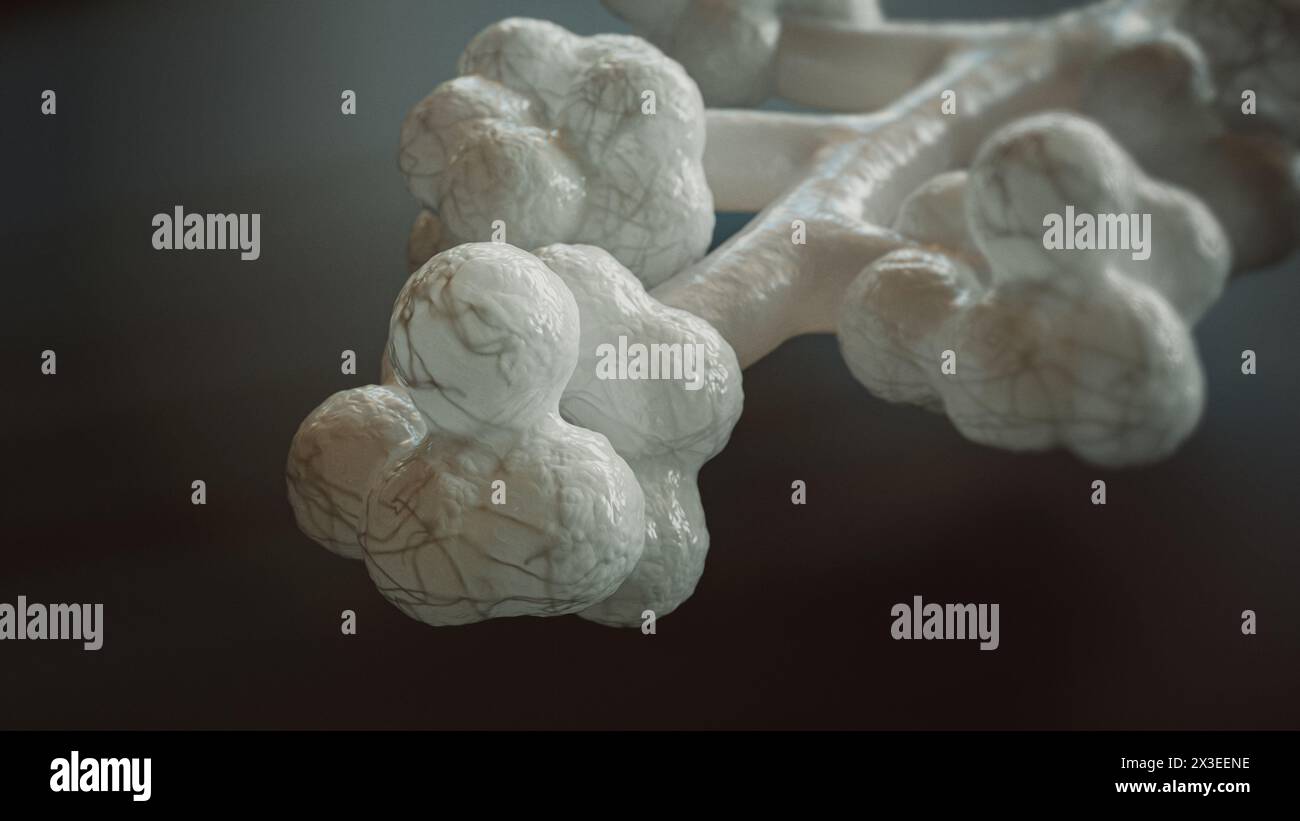 3D-Rendering menschlicher Alveolen Stockfoto