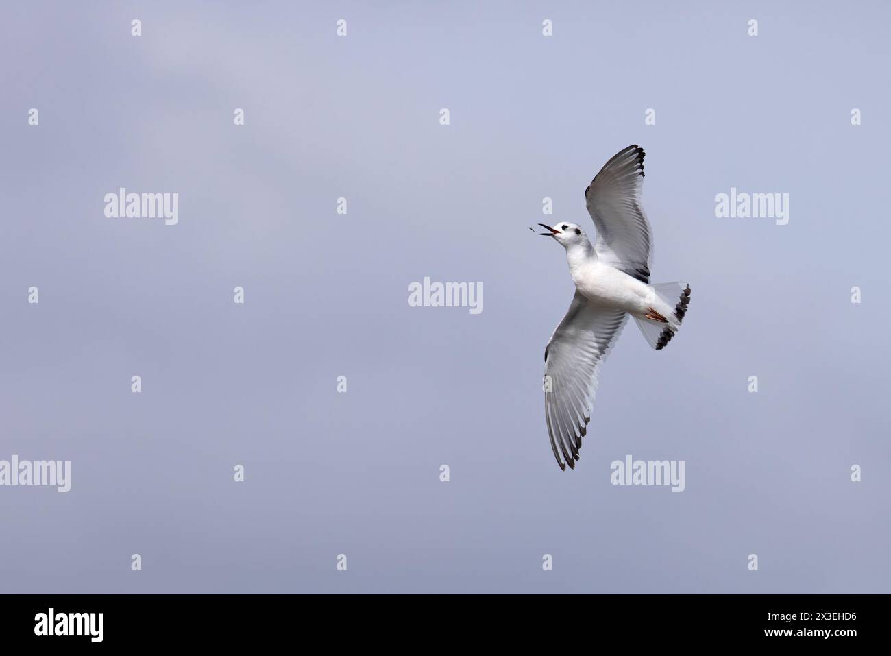 Little Gull (Larus minutus) fängt eine Fliege Frampton Lincolnshire im April 2024 Stockfoto