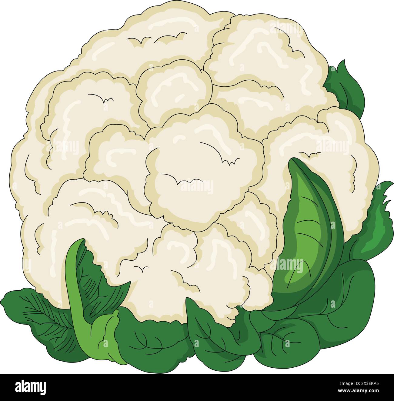 Blumenkohl-Vektor-Illustration Stock Vektor