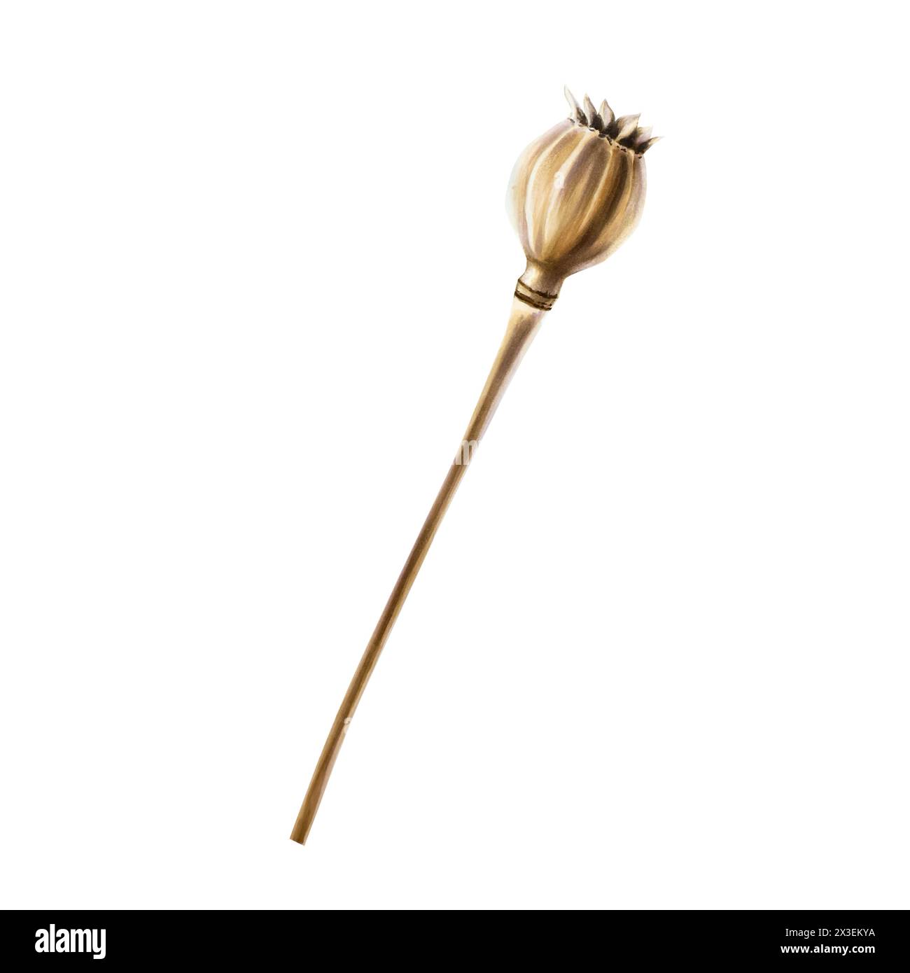 Realistischer getrockneter Mohnkopf. Aquarell Hand gezeichnete Box und Stiele Mohn Illustration isoliert auf Hintergrund. Für Designer, Einladungen, Dekoration Stockfoto