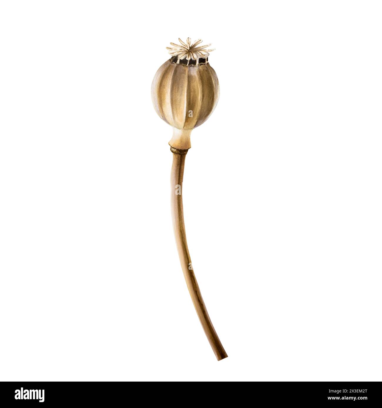 Realistischer getrockneter Mohnkopf. Aquarell Hand gezeichnete Box und Stiele Mohn Illustration isoliert auf Hintergrund. Für Designer, Einladungen, Dekoration Stockfoto