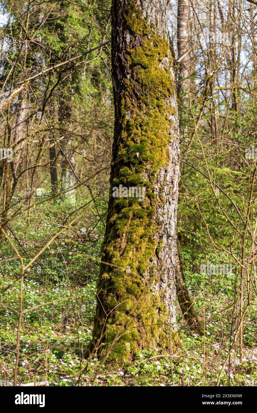 Nahaufnahme des Korkens des Baumes Stockfoto