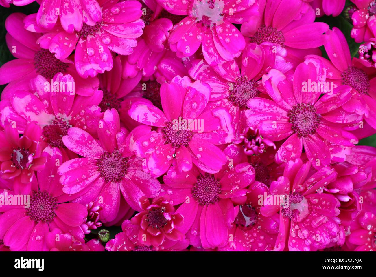 Helle rosa Gänseblümchen Blumen nach Regen, floraler Hintergrund Stockfoto