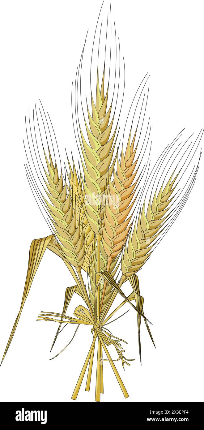 Vektorillustration für Weizenstiel Stock Vektor