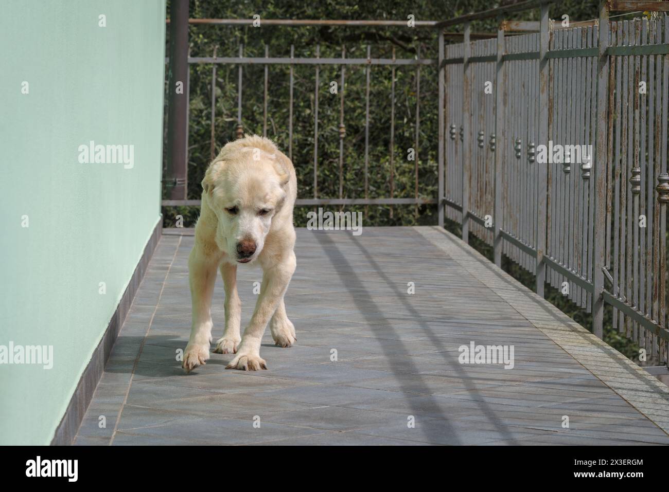 Senior Labrador Retriever Hund 14 Jahre alt auf der Terrasse seines Hauses Stockfoto