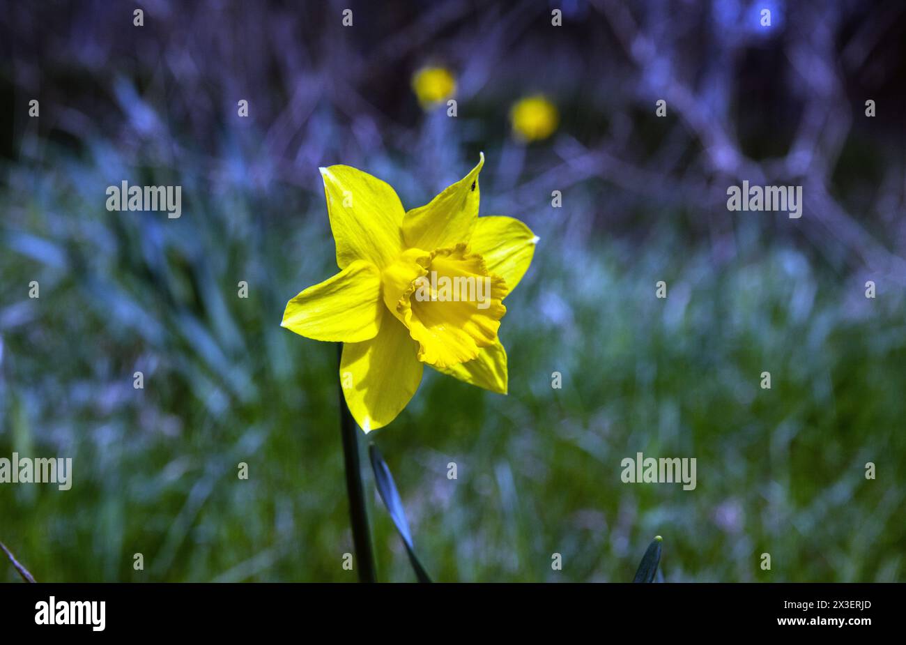 Eine gelbe Narzissen-Blüte im Frühling Stockfoto