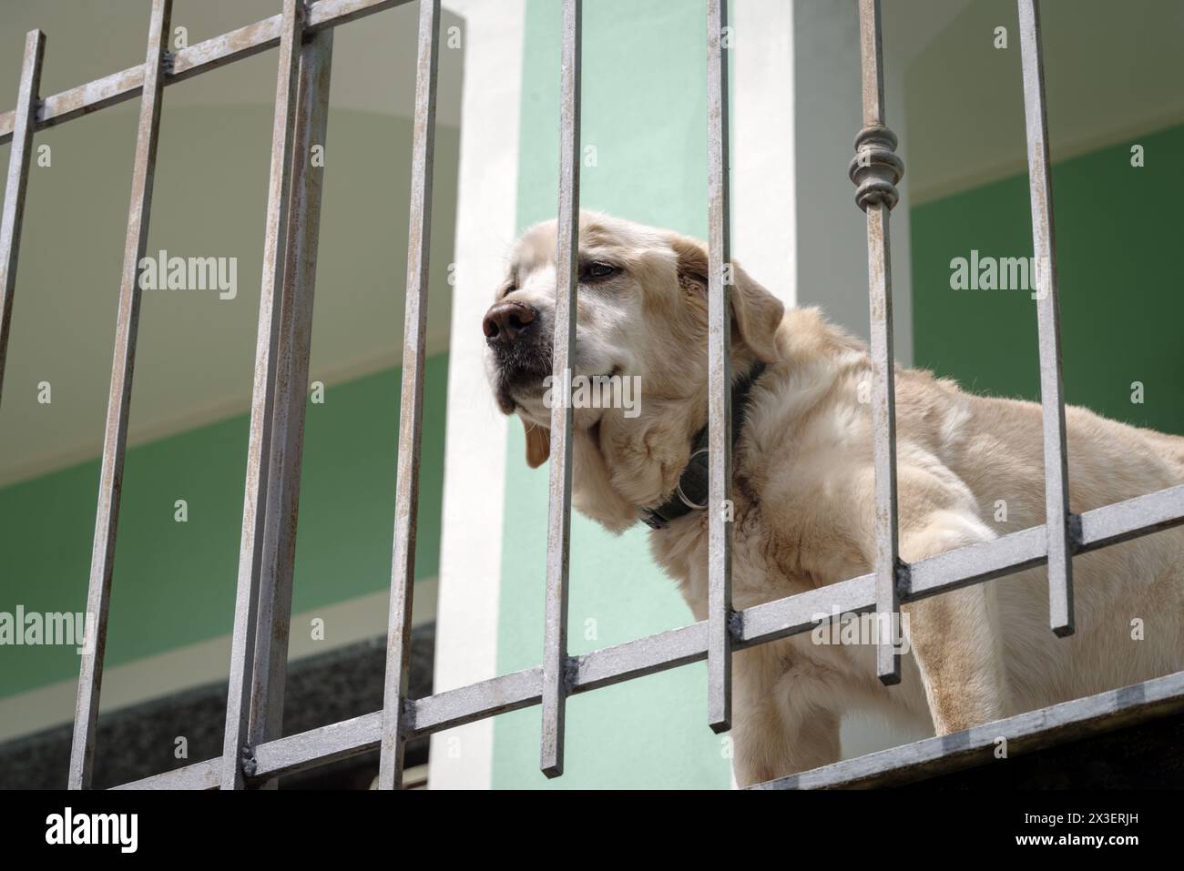 Senior Labrador Retriever Hund 14 Jahre alt auf der Terrasse seines Hauses Stockfoto