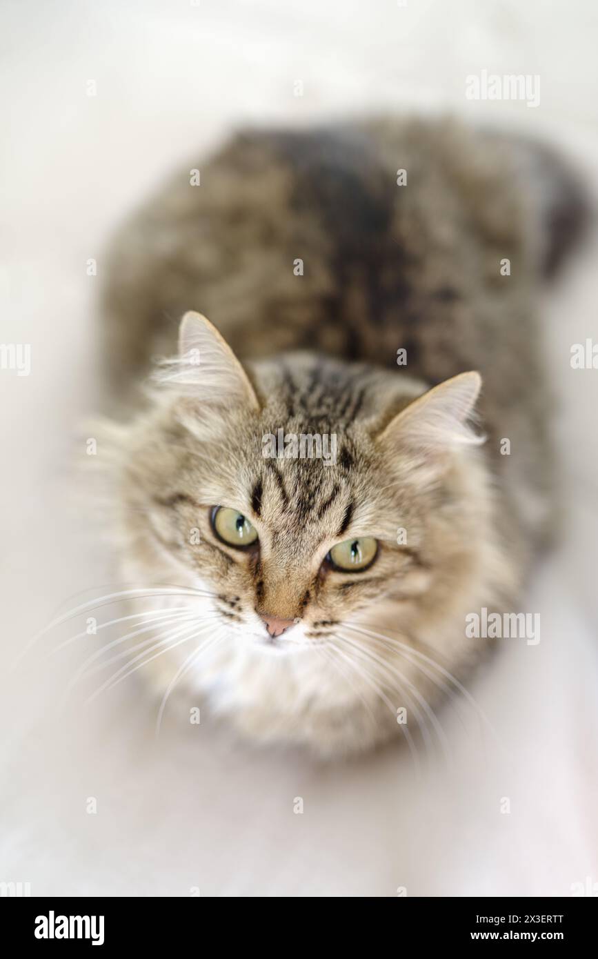 Europäische Langhaar-Hauskatze, die in die Kamera schaut Stockfoto