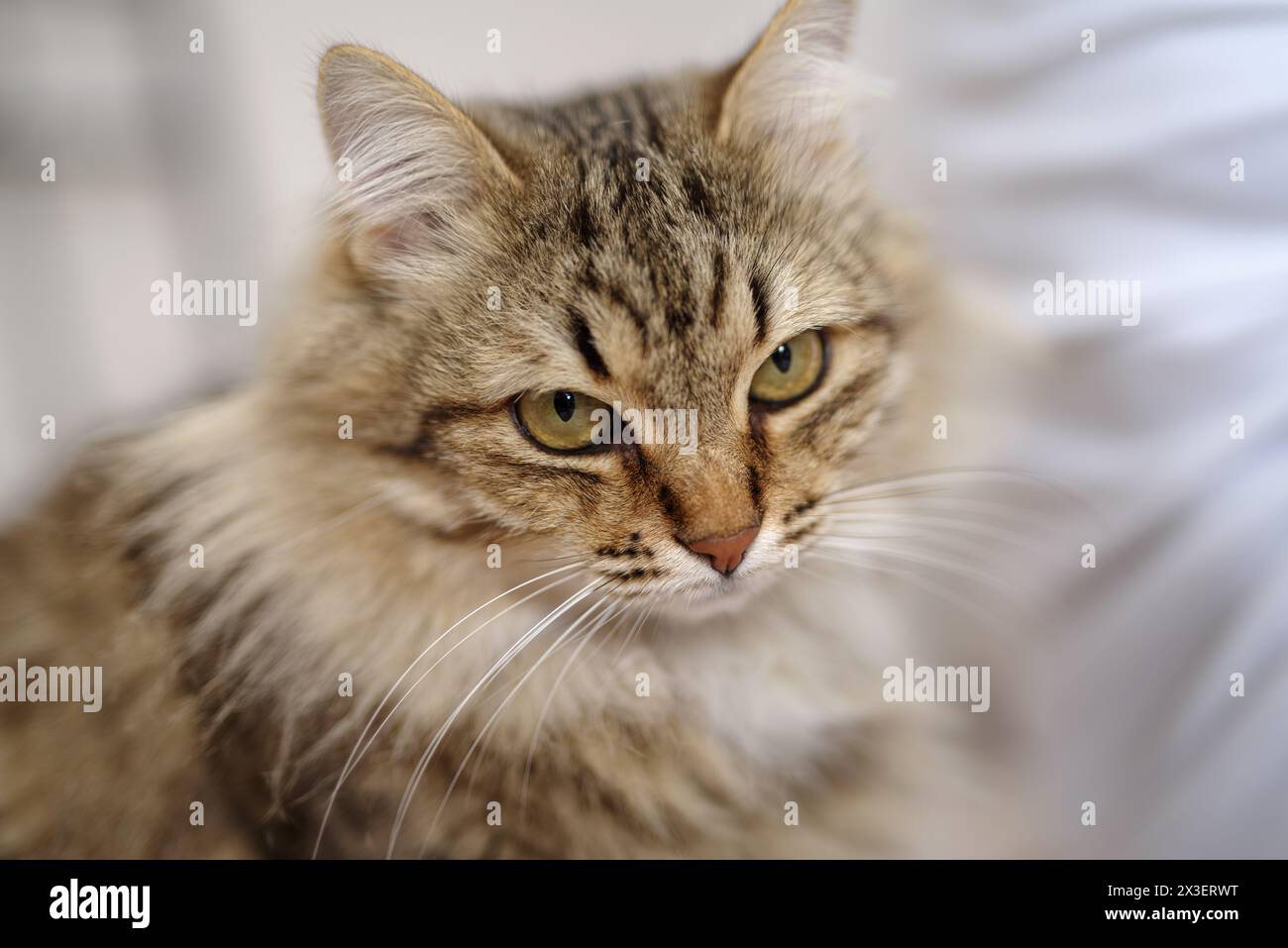 Closeup Portrait einer Katze Stockfoto