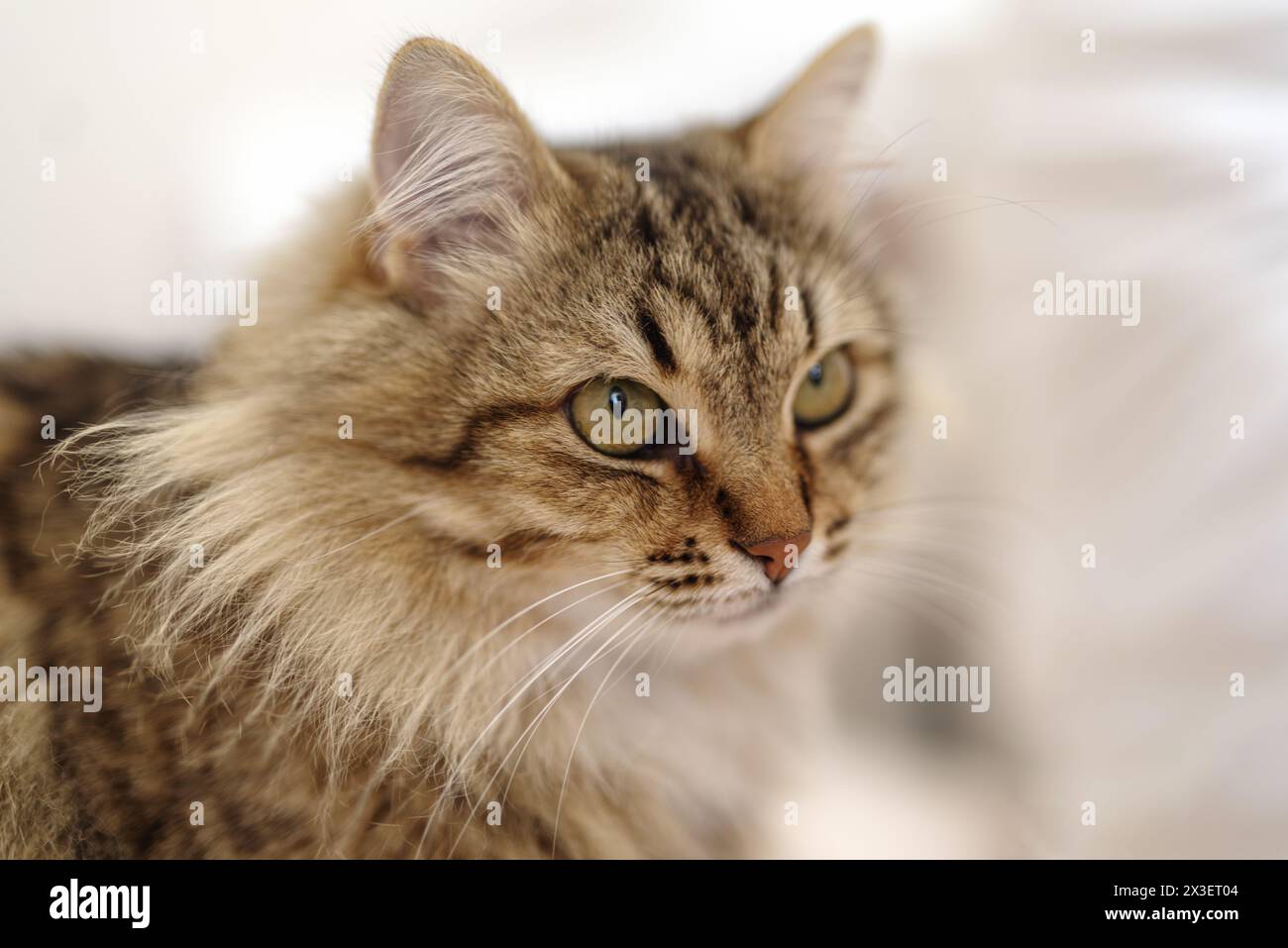 Closeup Portrait einer Katze Stockfoto