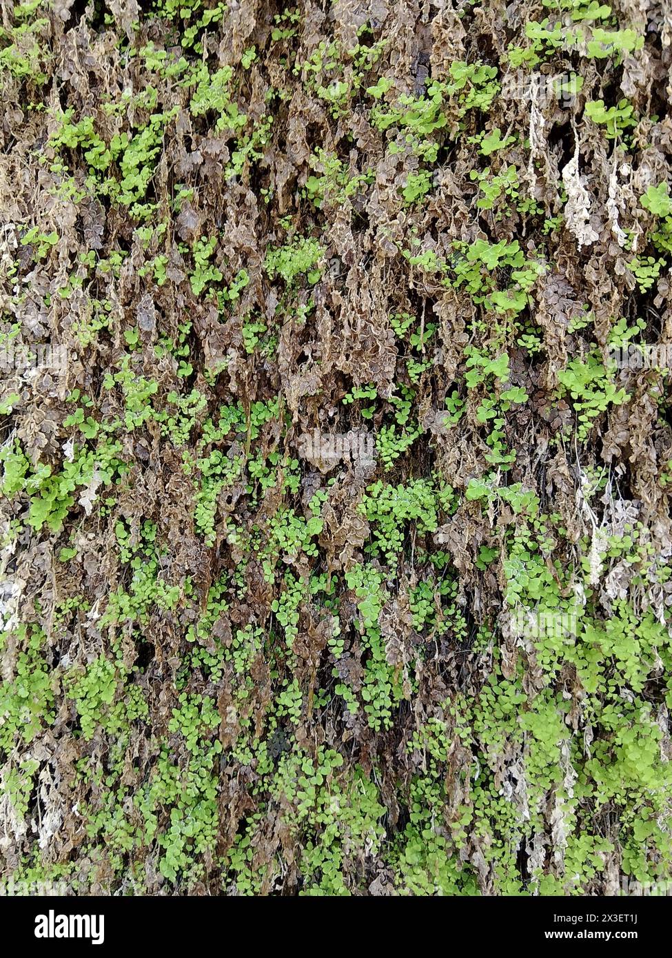 Ein dichter, üppiger Teppich aus leuchtend grünen Farnwedeln, die einen eindringlichen natürlichen Wandteppich mit komplizierten Mustern und Texturen bilden, die von der feinen de gebildet werden Stockfoto