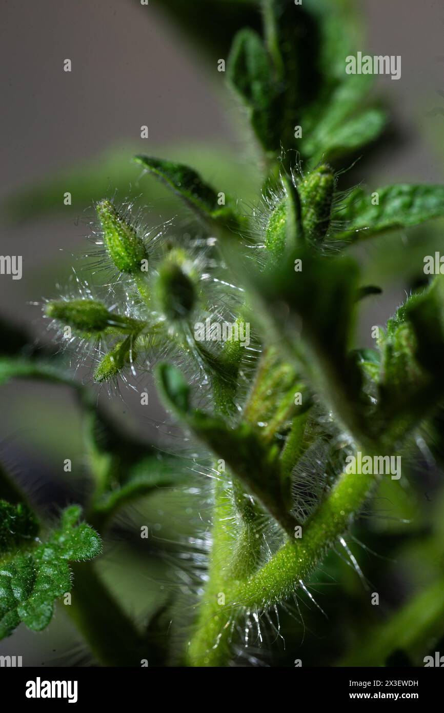 Eine detaillierte Makroansicht eines Tomatenstammes mit Drüsentrichomen, Haaren und sich entwickelnden Blütenknospen an den Knoten. Stockfoto
