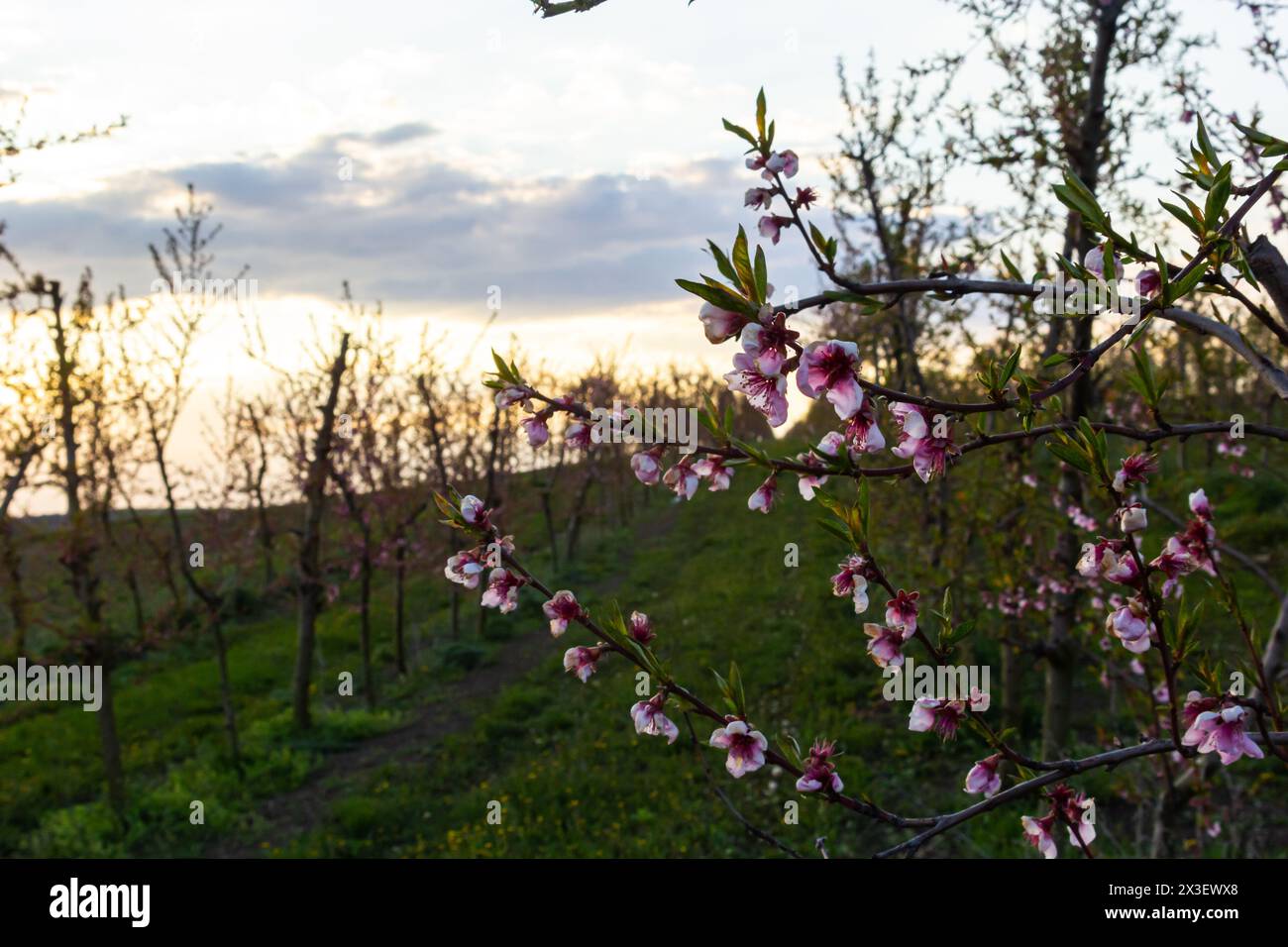 Üppig blühende Pfirsichbäume Garten am sonnigen Frühlingstag. Stockfoto
