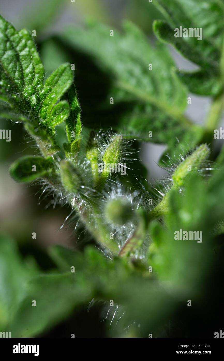 Eine detaillierte Makroansicht eines Tomatenstammes mit Drüsentrichomen, Haaren und sich entwickelnden Blütenknospen an den Knoten. Stockfoto