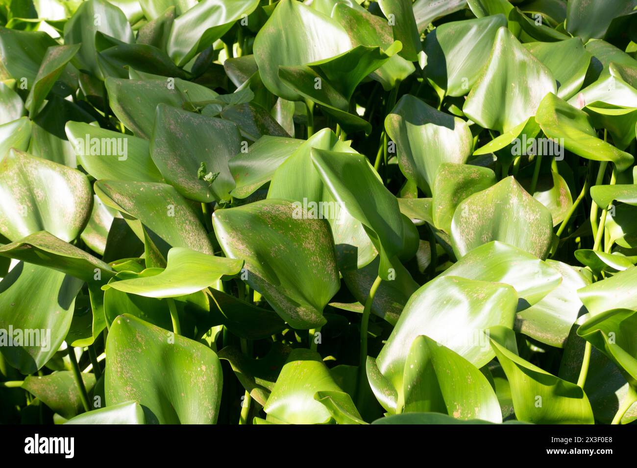 Eichhornia, allgemein bekannt als Wasserhyazinthe (und auch bekannt als der „Terror von Bengalen“; kochuripana, Pontederia crassipes Stockfoto